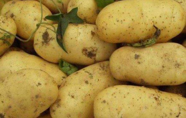 土豆种植技术,土豆高产种植技术介绍,什么季节种合适 - 农业种植网