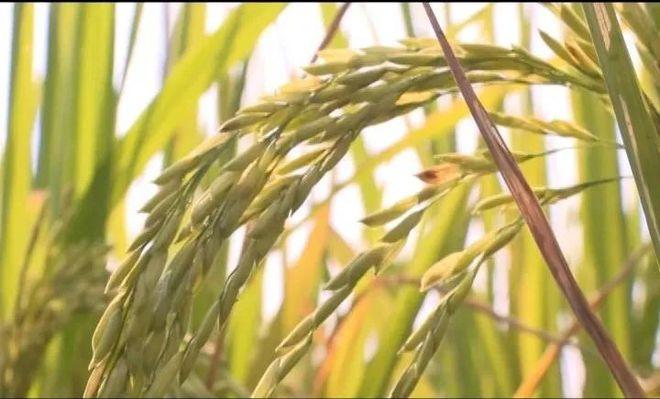 博白:大力发展富硒产业,促进农业提质增效|水稻|农产品|博白县|种植